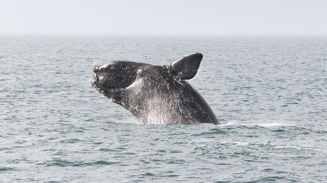 A right whale breaching out of the water. (Credit: NOAA Fisheries)