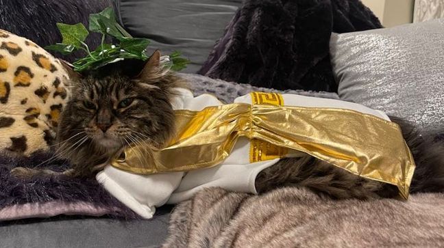 Lauren Cardinale, of Rhode Island, said she always has fun choosing the purr-fect outfit for her beloved cat, Gianni, who is a Maine coon. (Photo courtesy of Lauren Cardinale)