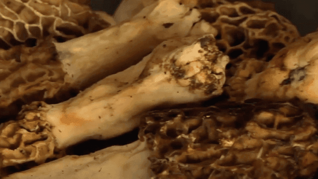 Morel mushrooms (WICS)