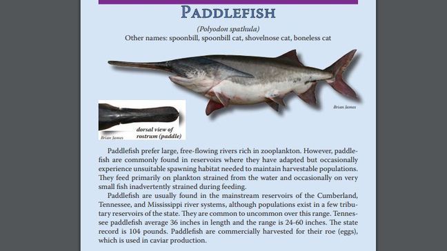 Paddlefish information. (Graphic by TWRA){p}{/p}