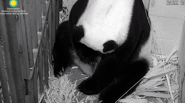 Giant panda Mei Xiang gave birth to a cub on Friday, August 21. (ABC7)