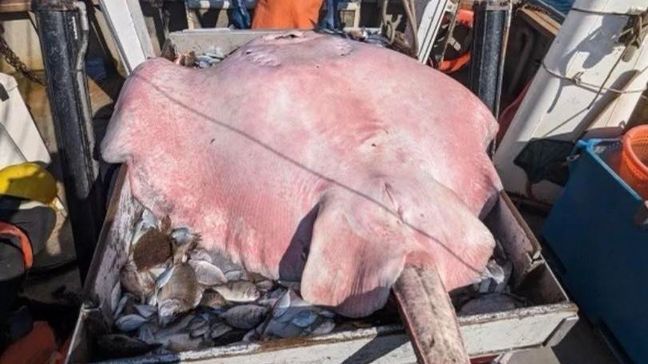 A giant roughtail stingray that is more than 6 feet long, 5 feet wide, and approximately 400 pounds was caught off the coast of Connecticut.  (Photo: Connecticut Fish and Wildlife)