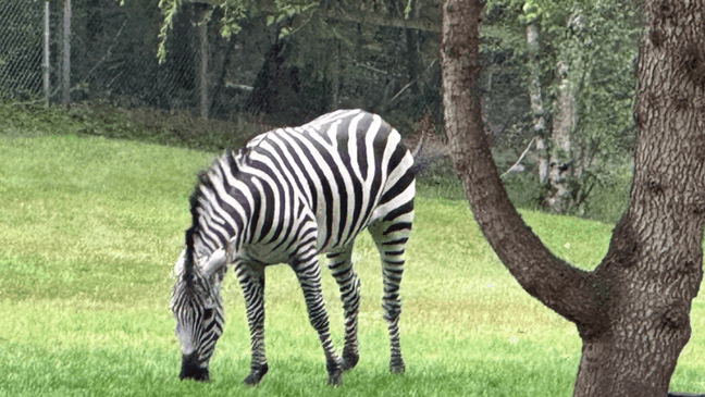 A photo of a zebra that was found on the evening of May 3, 2024, after being on the loose for six days after escaping from a trailer on April 28, 2024. (Regional Animal Services of King County)