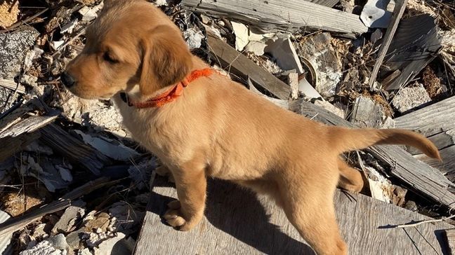 Piper, a search and rescue dog, stands on top of a rubble pile as a puppy. (Ground Zero K9 Training Center){&nbsp;}