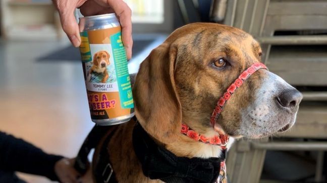 Streetside Brewery in Columbia Tusculum has a new promotion brewing with good beer and good pets-- cans of a new brew featuring adorable adoptable cats and dogs. (WKRC)