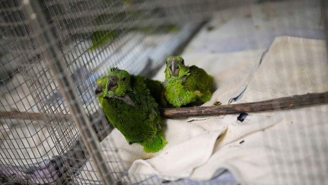 Young yellow-naped Amazon parrots sit inside a cage at the Rare Species Conservatory Foundation in Loxahatchee, Fla., Friday, May 19, 2023. (AP Photo/Rebecca Blackwell)