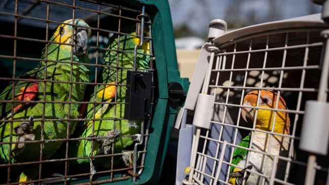 Parrots sit in cages waiting to be transported to the mainland in Pine Island, Fla., Tuesday, Oct. 4, 2022. (AP Photo/Robert Bumsted)