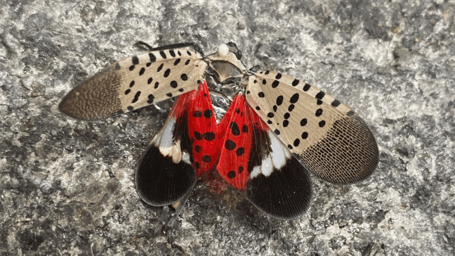 A smashed spotted lanternfly sits on the ground in New York, Wednesday, Aug. 24, 2022. (AP Photo, File)