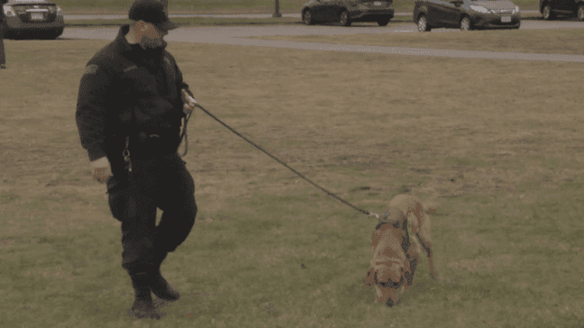 The Bristol County Sheriff's Department is one of the first in the country to use these detector dogs to find evidence of COVID-19. (Photo: WJAR)