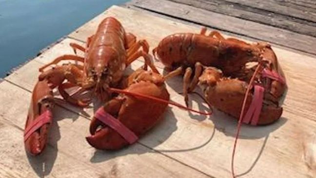 A lobsterman working out of Portland caught his third rare orange lobster in a week on Thursday. (Harbor Fish Market)