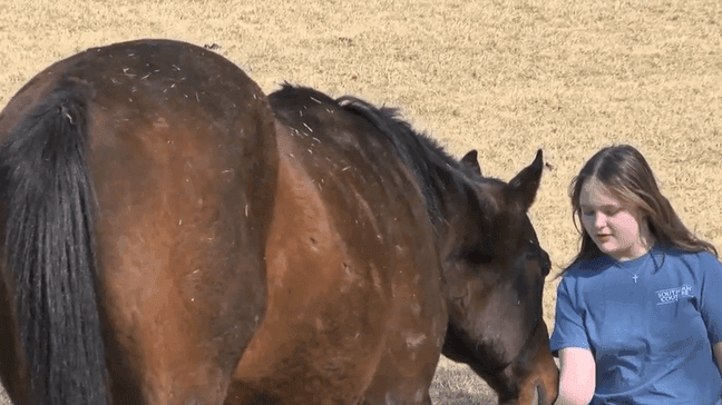 Saved from slaughter: Racehorse finds forever home in Virginia (WCYB)