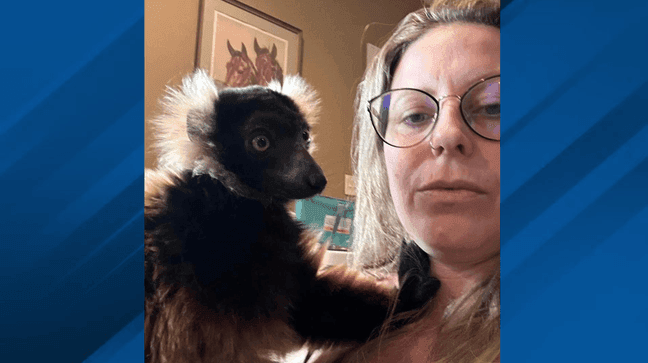 A woman on Ohio is offering a $1,000 reward to anyone who finds her pet lemur, as the animal has been missing for nearly two weeks. (Photo courtesy of Amanda Beaver) 