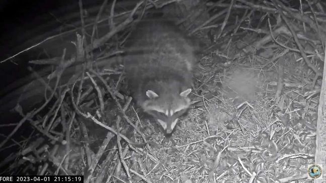 A screenshot of the gutsy raccoon who climbed into the Redding Eagles' nest. (Courtesy of the Friends of Redding Eagles Livecam)