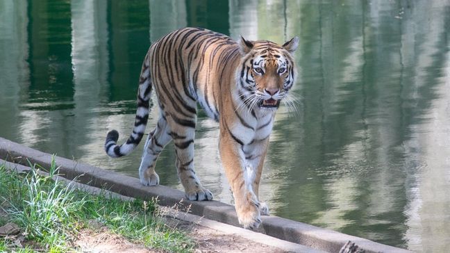 {p}Amur tiger Nikita walks along the bank of the moat in the Great Cats habitat.{&nbsp;}(Smithsonian’s National Zoo & Conservation Biology Institute){/p}