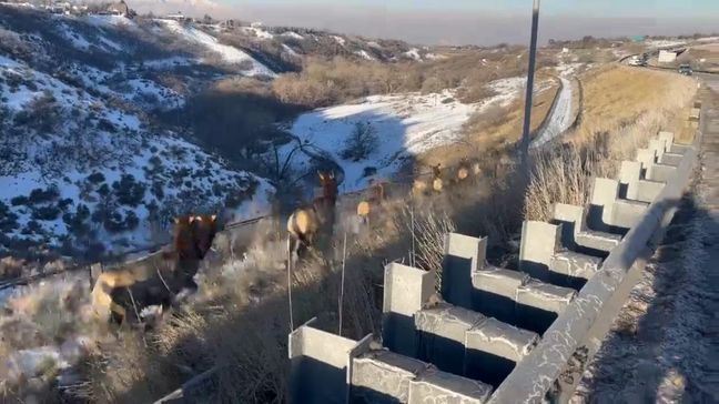 A herd of elk forced the closure of I-80 in Salt Lake City for the second time in a week on Feb. 1, 2023. (Photo provided by Utah Department of Transportation)