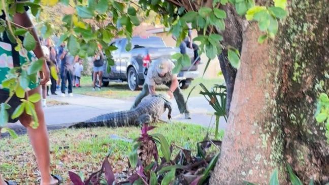 WPEC was at the scene capturing video of the gator weaving in and out of traffic and onlookers. (WPEC)