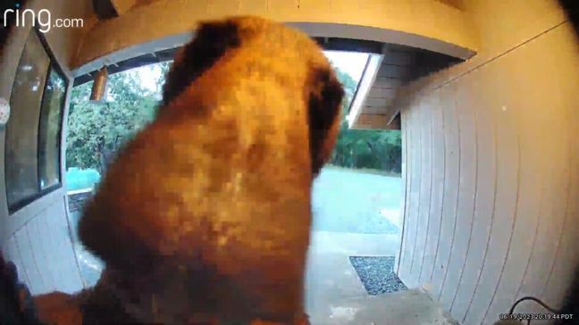 Video: Curious bear wants a taste of technology at Bass Lake (Video: Brent Robinson)