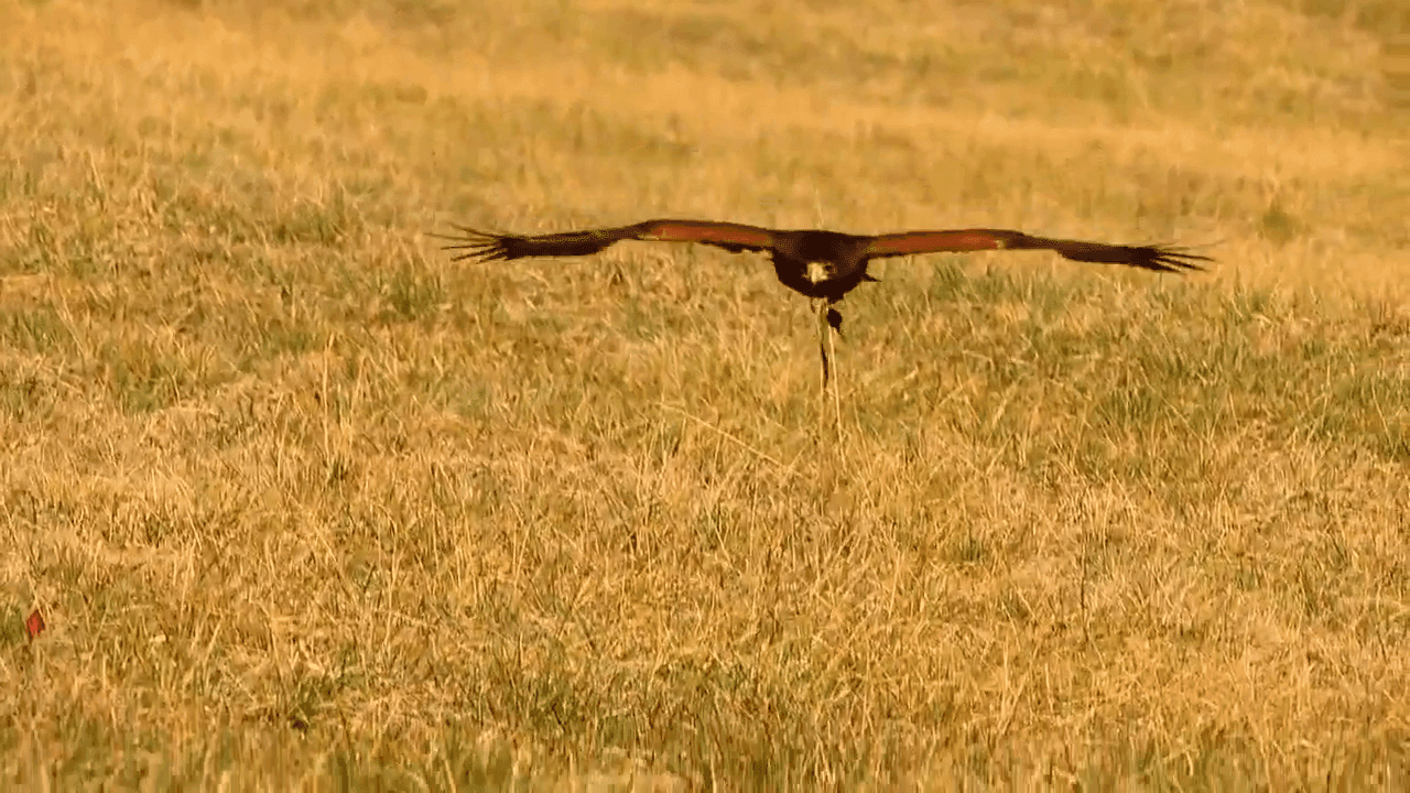 Passed down for generations, the art of falconry continues in North Carolina photo 5