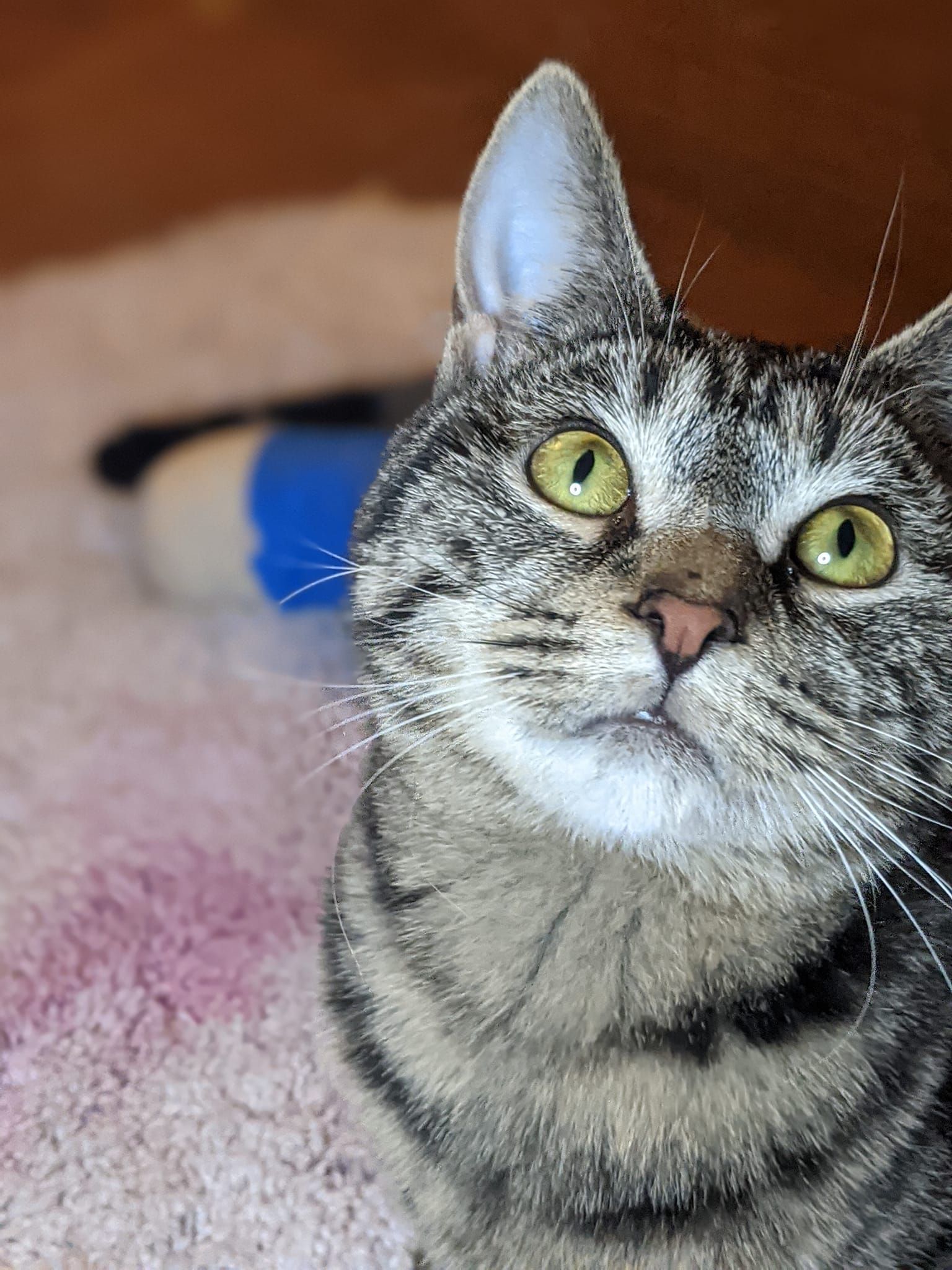 Twisty-legged kitten recovering from paws-itively life changing surgery, learning to walk photo 5